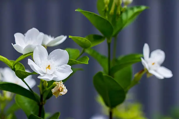 white jasmine flower is bloomingwhite jasmine flower is blooming