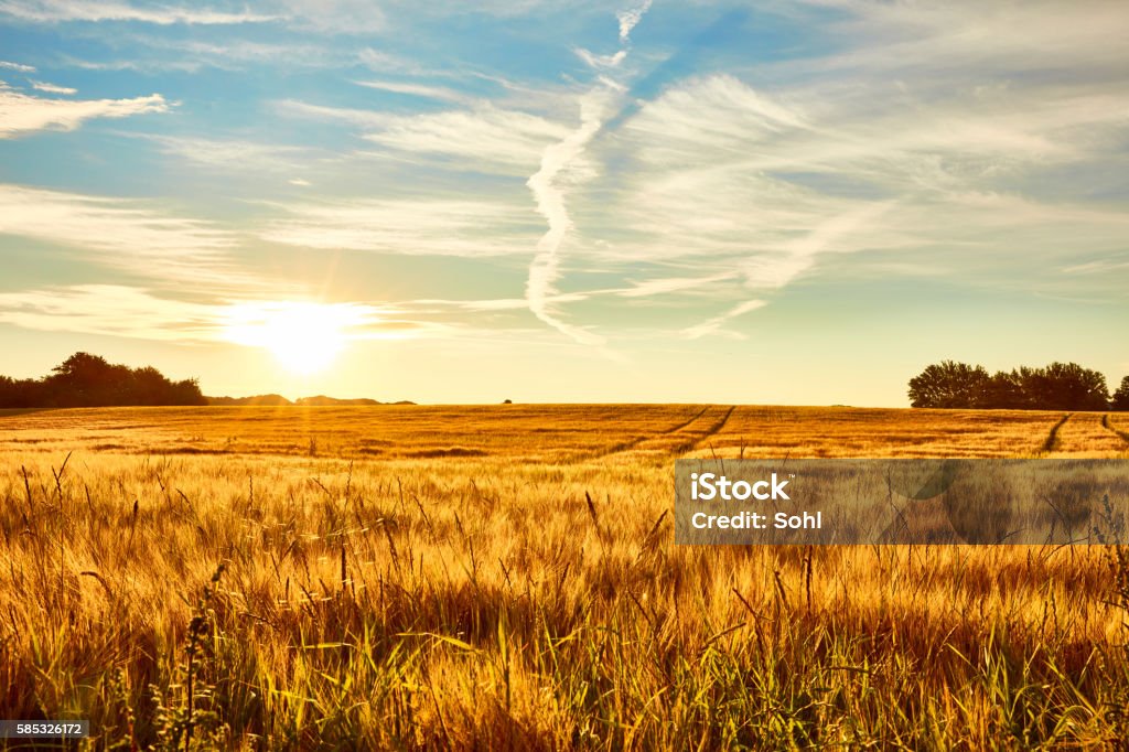 Summer Landscape A cornfield early morning sun is about to rise and everything completely fresh Agricultural Field Stock Photo