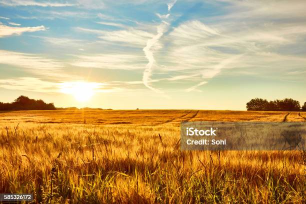 Summer Landscape Stock Photo - Download Image Now - Agricultural Field, Summer, Landscape - Scenery