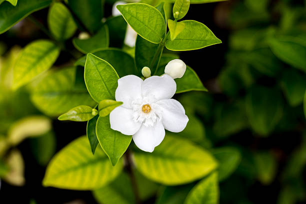 flower,nature white jasmine flower is bloomingwhite jasmine flower is blooming jasminum officinale stock pictures, royalty-free photos & images