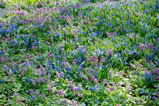 Field of blue (Scilla sibirica) and violet (Hollowroot, Corydalis cava) spring flowers. Macro photo