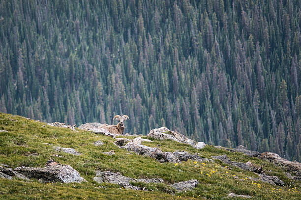 parque nacional rocky mountains - rocky mountain sheep - fotografias e filmes do acervo