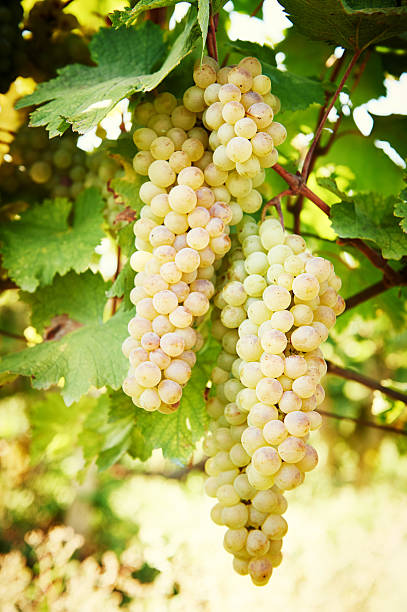 vignoble de raisin vert sur - gewurztraminer photos et images de collection