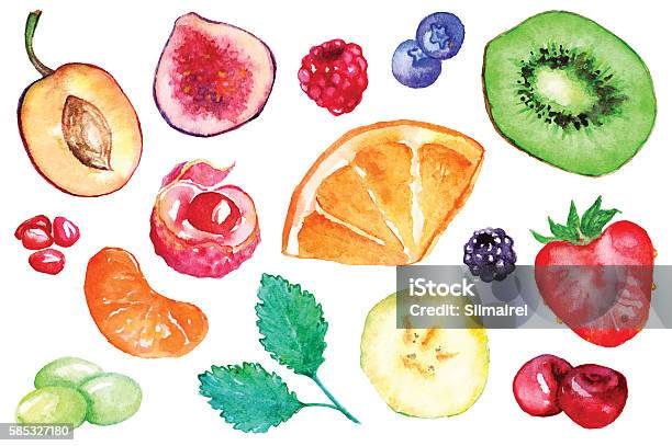 Watercolor Exotic Fruit Berry Slice Set Isolated Vector Stock Illustration - Download Image Now