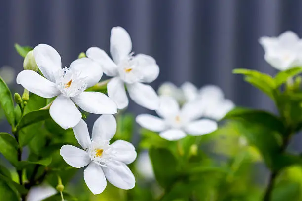white jasmine flower is blooming