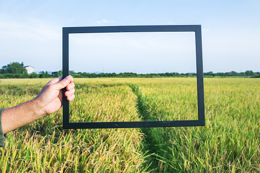 wooden photo frame composed by old man in the rice field