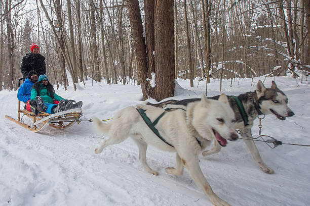 istock Indian couple dogsledding 585329054