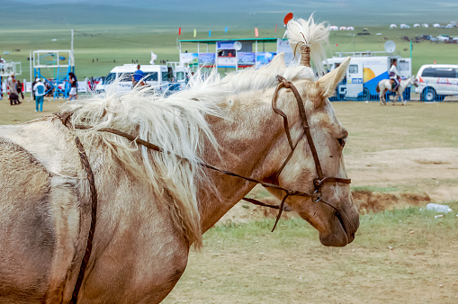 Khui Doloon Khudag, Mongolia - July 12, 2010: Horse at Nadaam (Mongolia's most important festival whose roots lie in Mongolian warrior traditions) horse race near capital Ulaanbaatar.