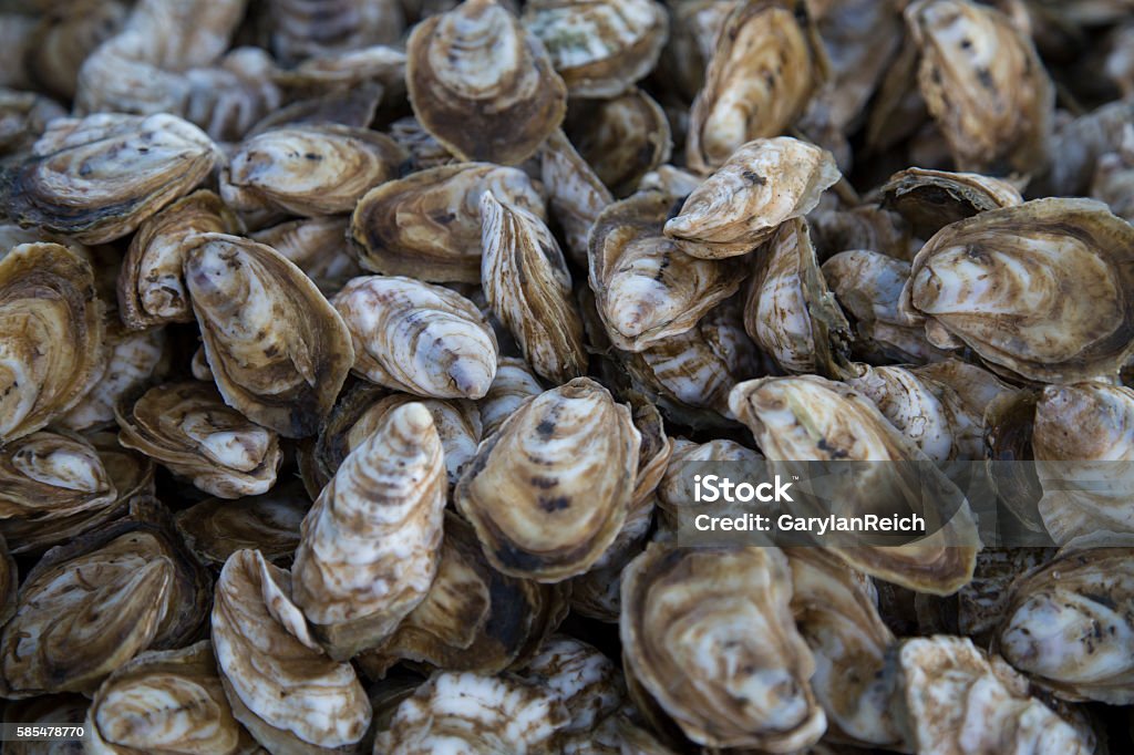 Chesapeake Bay Oysters A tableful of farmed Chesapeake Bay oysters freshly harvested from Tangier Sound in Virginia.  Oyster Stock Photo