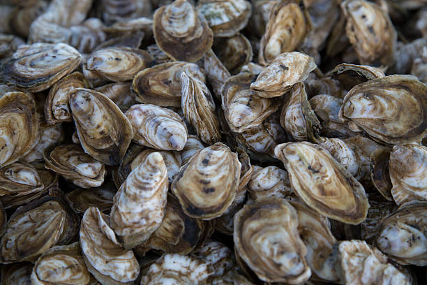 Chesapeake Bay Oysters A tableful of farmed Chesapeake Bay oysters freshly harvested from Tangier Sound in Virginia.  oyster photos stock pictures, royalty-free photos & images