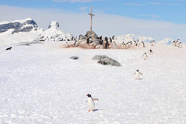istock Gentoo Penguins and Cross 585479226