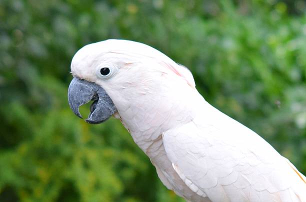 istock cute happy moluccan cockatoo parrot bird close up 585479342
