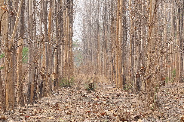 The drought tropical forests of Thailand,Trees in the forest to die because lack water and hot weather.