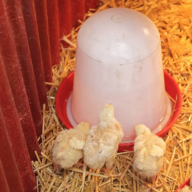 Photo of Chicks Drink Water