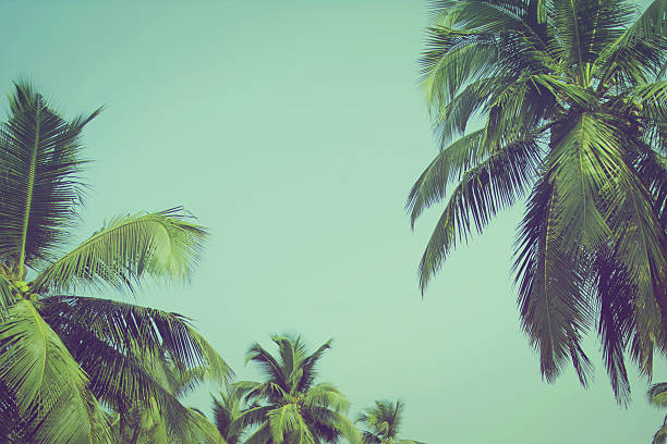 palme da cocco al filtro vintage della spiaggia tropicale - palm tree tree sky tropical tree foto e immagini stock