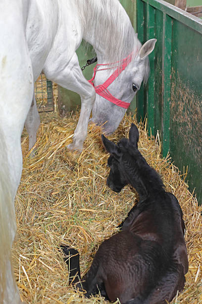 istock Horse Mother and Foal 585481414