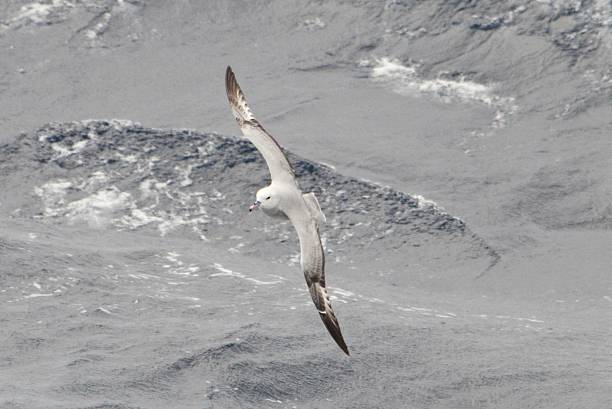 Southern Fulmar A southern fulmar glides over the south Atlantic Ocean. fulmar stock pictures, royalty-free photos & images