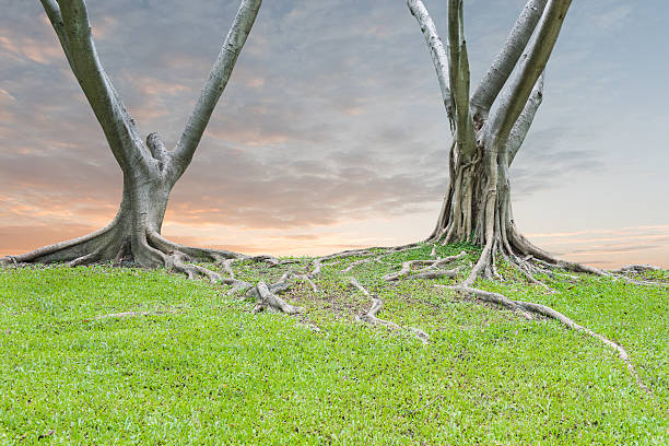 istock Roots of a tree and sunset sky background 585482690