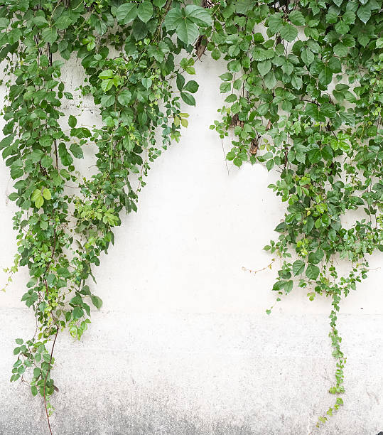 istock ivy leaves isolated on a white background 585483356