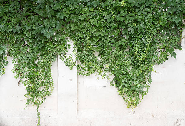 istock ivy leaves isolated on a white background 585483384