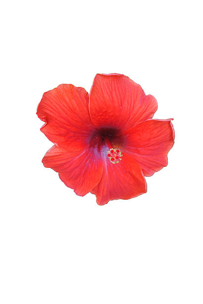 istock red hibiscus flower isolated on white background 585483462