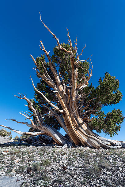 브리슬콘 소나무 기울어진 왼쪽 - bristlecone pine pine tree tree forest 뉴스 사진 이미지