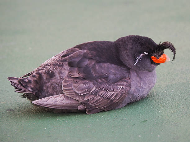 cute crested auklet, Aethia cristatella resting on deck of a ship