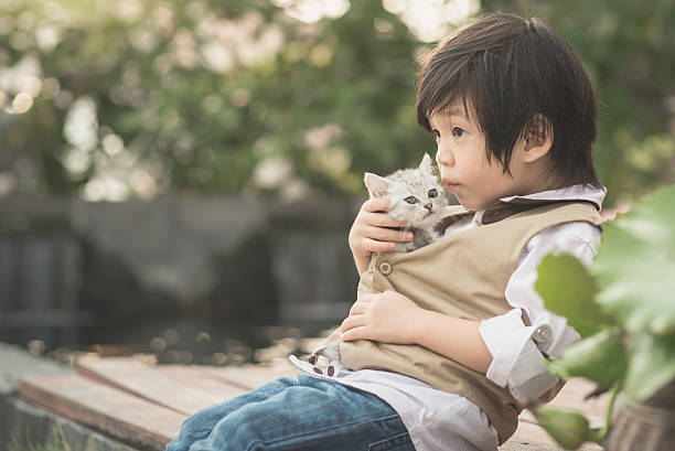 Asian boy  holding american short hair  kitten Cute Asian boy  kissing american short hair  kitten with sunshine in the park animal related occupation photos stock pictures, royalty-free photos & images