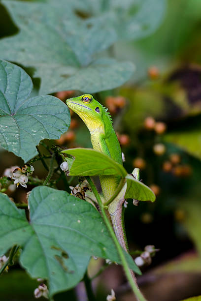istock Chameleon in green bushes 585486182