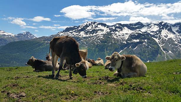 istock Swiss Cows in the Alps 585486408