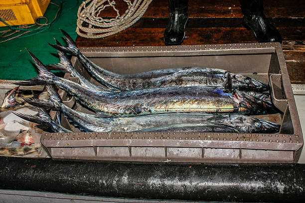 мертвая рыба - fish catch of fish catching dead animal стоковые фото и изображения