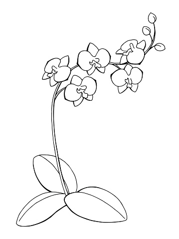 Orchid flower graphic art black white isolated sketch illustration vector