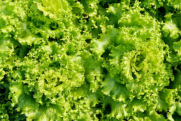 istock Green leaves lettuce, Fresh garden salad. 585490726