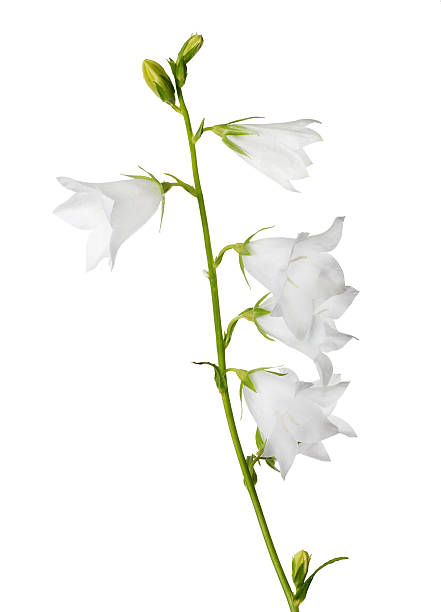 istock large white isolated bellflower with five blooms 585490918