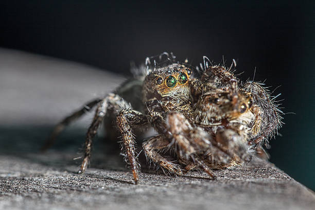 Jumping spider stock photo