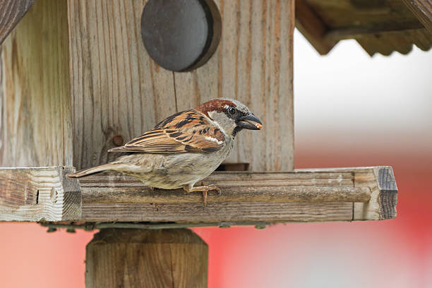 Male Sparrow Bird