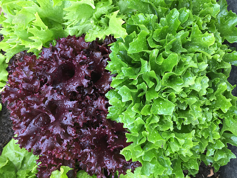 Closeup of home grown curly lettuce in purple color and other fresh salad leaves with wet foliage in the garden