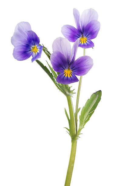 istock three pansy lilac blooms on green stem 585493772