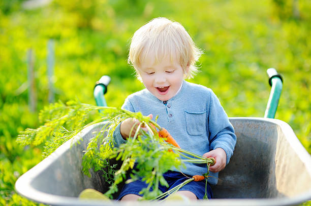 istock Toddler boy having fun in a wheelbarrow 585494592