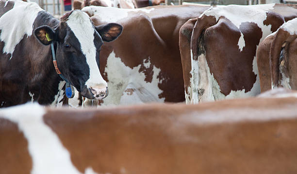istock lot of red brown cows inside stable 585494878