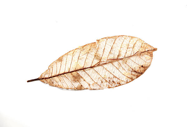 istock Dry leaves isolated on a white background. 585496108