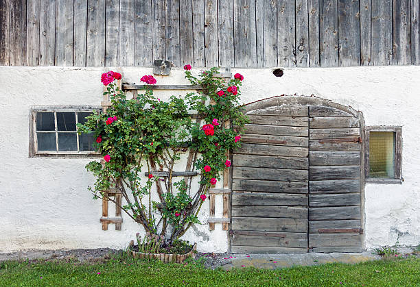 古い納屋のドアと赤いバラの茂み - barn red old door ストックフォトと画像