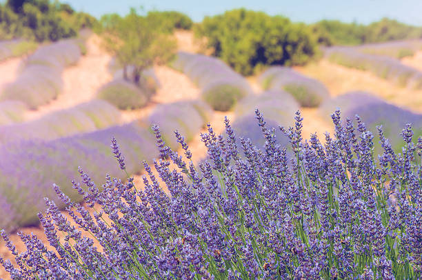 istock Closeup of blooming lavander 585496674