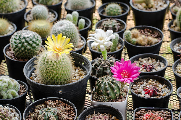 istock beautiful cactus in garden 585497304