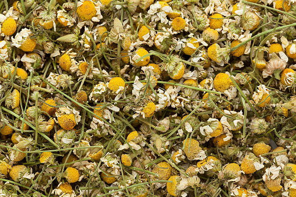 有機ドイツのカモミール(マトリカリアシャモミラ)の花。 - chamomile ayurveda chamomile plant german chamomile ストックフォトと画像