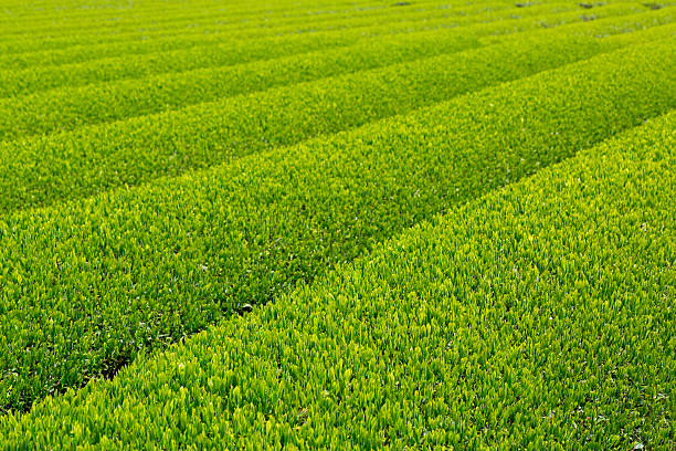 panorama di piantagione di tè  - tea crop spring japanese culture tea foto e immagini stock