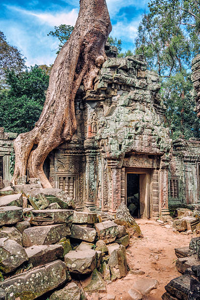 old tree, angkor wat, siem reap, kambodscha - angkor wat prehistoric art apsara angkor stock-fotos und bilder