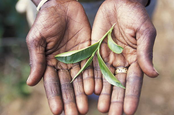 sri lanka nuwara eliya tea plantation - ceylon tea stock-fotos und bilder