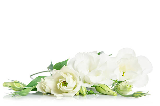 istock Beautiful white eustoma flowers isolated on white background 585500326