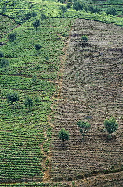 istock SRI LANKA NUWARA ELIYA TEA PLANTATION 585500870